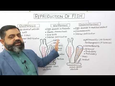, title : 'Reproduction in Fish English medium @prof.masoodfuzail| Types of Reproduction in Fishes'