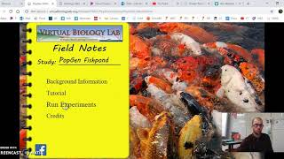 Genetic Drift Koi Fish WebLab