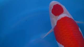 video van Maruten Kohaku KO-V23-1118