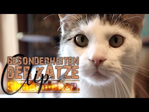 DR. CHRISTIAN RÄTSCH ÜBER KATZEN 📺 (🔴CLIP) Straßenleben Hamburg