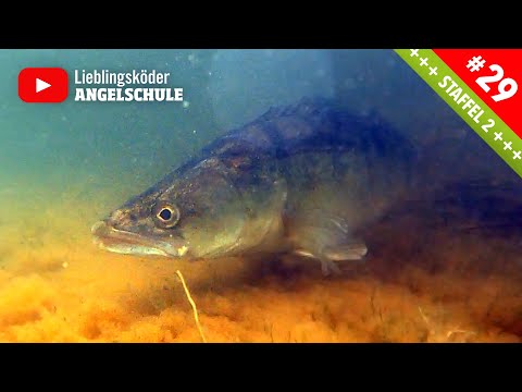 So fängst du deinen ersten ZANDER 🔥🎣😍