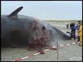 Exploding Whale Caught On Camera Intestinal Gas Eruption