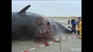 Exploding Whale Caught On Camera - Intestinal Gas Eruption!