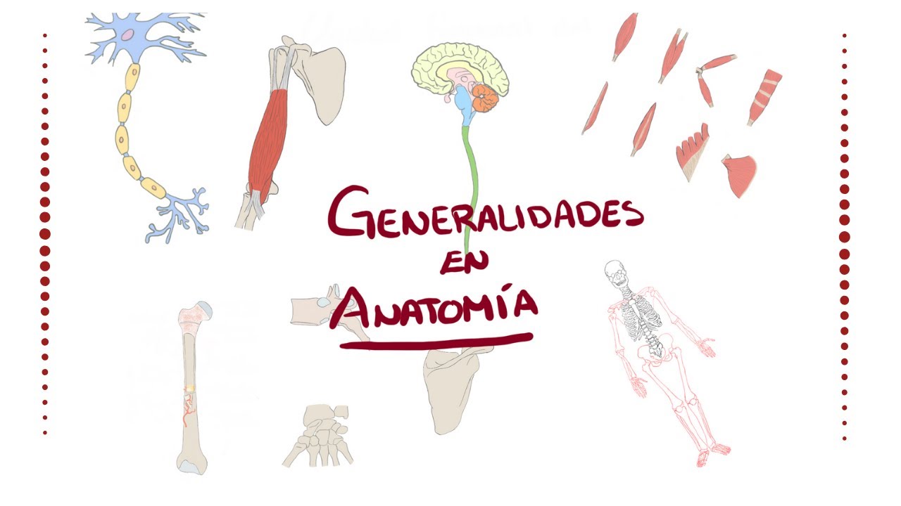 ANATOMÍA HUMANA | Generalidades de anatomía, músculos, huesos y articulaciones | BLASTO