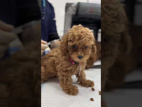 Vaccinations at IVH Kuwait #dog #vet #cat #pets