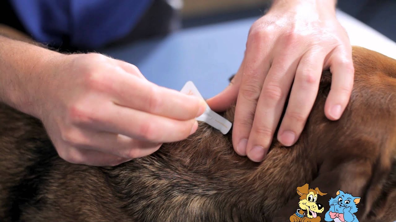 Watch video Applying a spot on treatment to your pet - Reservoir Vet Clinic Now Applying a spot on treatment to your pet - Reservoir Vet Clinic