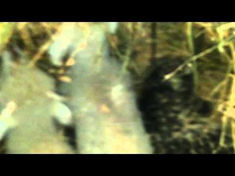 Cei mai frumosi miei din Fartanesti