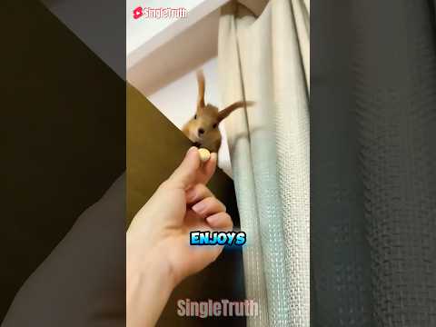 Feeding My Tiny Secret Friends! 😱🐹