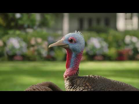 Chantix - Slow Turkey (no VA, 2019, USA)
