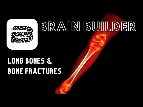 Long Bones and Bone Fractures | Real Anatomy