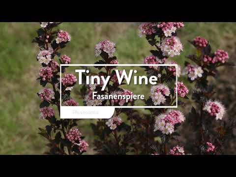 Tiny Wine®