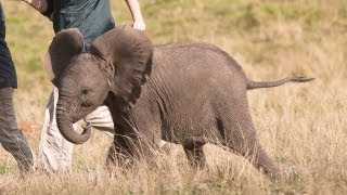 Cute Baby Elephant Orphans Raised By British Students