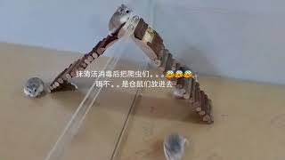 Download lagu 自制特大号仓鼠笼, 老公公/罗伯罗夫仓鼠的新家! DIY Hamster Cage mp3