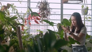 Mistral - Greenleaf I — watch on YouTube