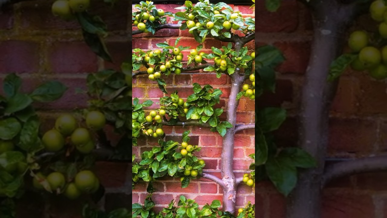 Живая изгородь из яблонь и груш! Плоды крупнее и слаще, а выглядит фантастически! Как посадить саженцы