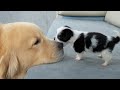 Golden Retriever Attacked By Cute Puppy