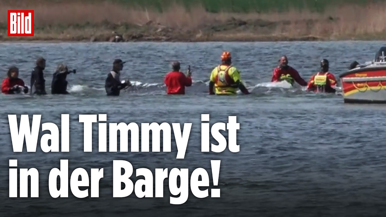 WAL TIMMY: Hier schwimmt der Buckelwal in die Barge!