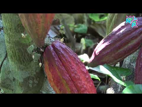 NUESTROS PUEBLOS, NUESTRA PRODUCCIÓN No. 19