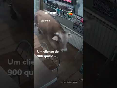 Garçom conduz touro de 900 kg para fora de bar; veja o vídeo