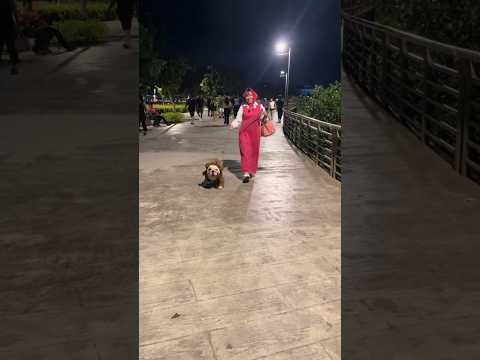 Masha y PeligrOso #halloweenwithshorts #halloween #halloween2023 #pets #bulldog