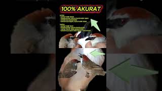 Download lagu ciri ciri burung kaso kaso jantan dan betina 100% akurat #kasokaso #burungmasteran mp3 Download lagu ciri ciri burung kaso kaso jantan dan betina 100% akurat #kasokaso #burungmasteran mp3