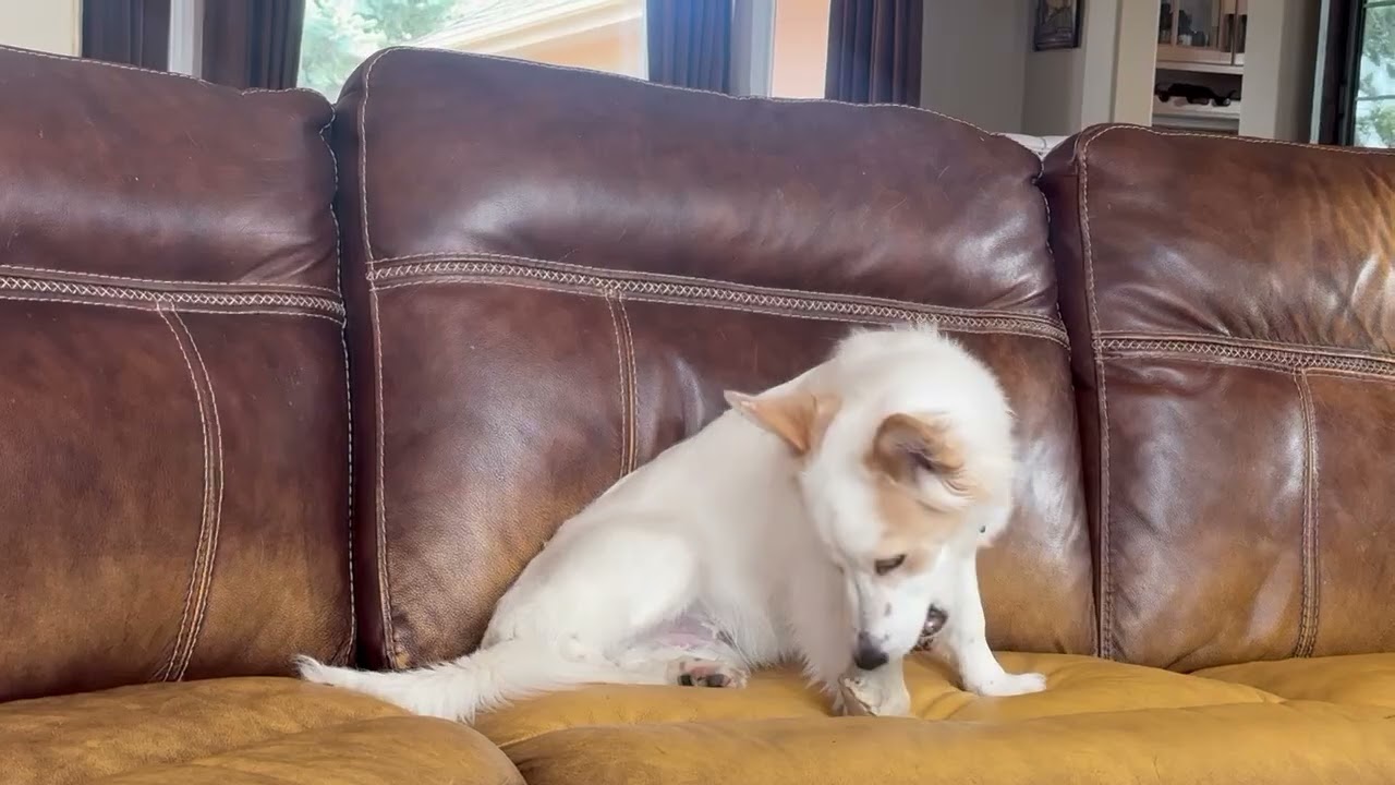 Enlarge Harry, a Adoptable mixed breed in Highlands Ranch, CO video 3/6