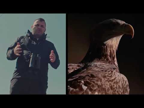 Orao krstaš - Društvo za zaštitu i proučavanje ptica Srbije