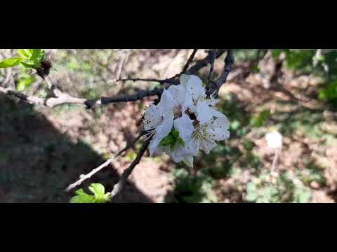 The Colours of spring | Bannugul