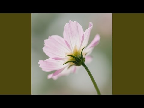 Still Chasing the Light