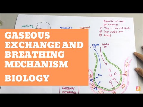 Biology- Gaseous Exchange and Breathing Mechanism Video