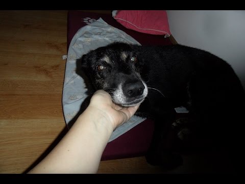 Mój pies ze schroniska - Scoobi.