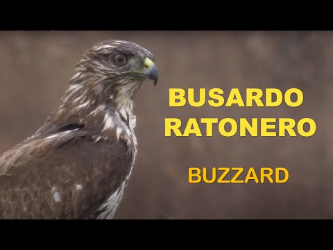 BUSARDO RATONERO | BUZZARD | Buteo buteo