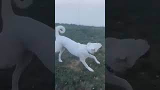 Video preview image #1 Great Pyrenees Puppy For Sale in Bountiful, UT, USA