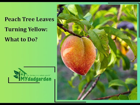 Peach Tree Leaves Turning Yellow