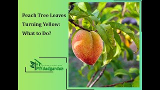 Peach Tree Leaves Turning Yellow: What to Do