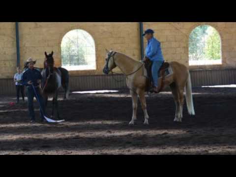 Teaching a stallion to control himself around other horses.