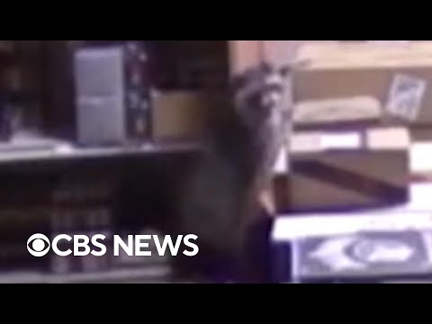 New video of drunken raccoon that passed out in Virginia liquor store