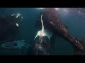 Southern Right Whales Mating In Argentina