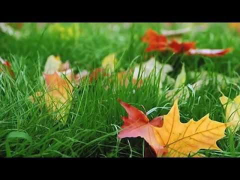 Осенняя песня...