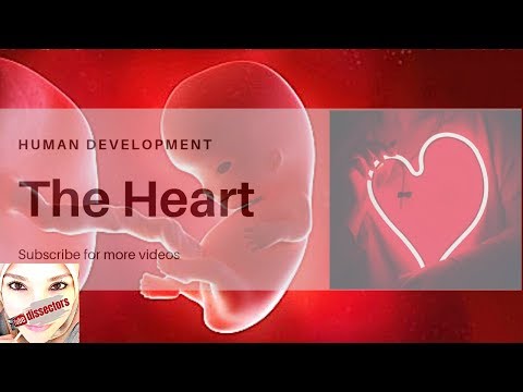Special embryology - Heart tube