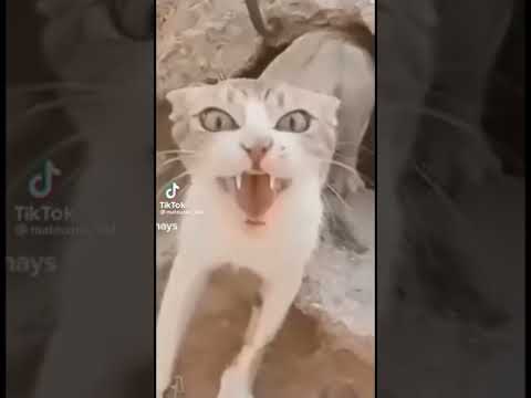 laughing cat (goofy ahh warning)