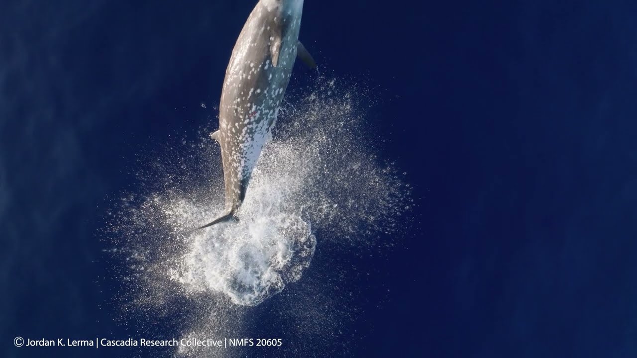 Cuvier's beaked whale breaching in Hawai‘i