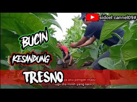 Lawak jowo' Bucin kesandung tresno eps 1#