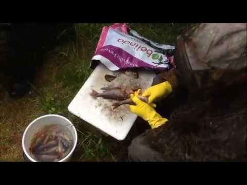 Maailman huonoin kalanperkaaja