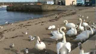preview picture of video 'Bray Harbour'