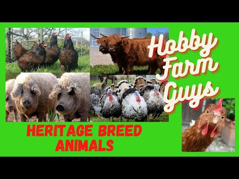 , title : 'Heritage Breed Farm Animals: What Are They and Should You Have Them?'