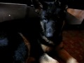Diego The Dog Apologizes To Melanie Higgles