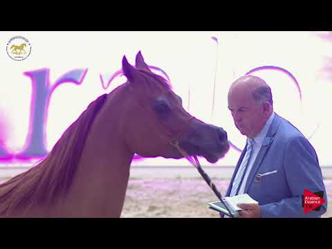 N 68 AJ NORAH   Dubai 2019   Fillies 3 Years Old