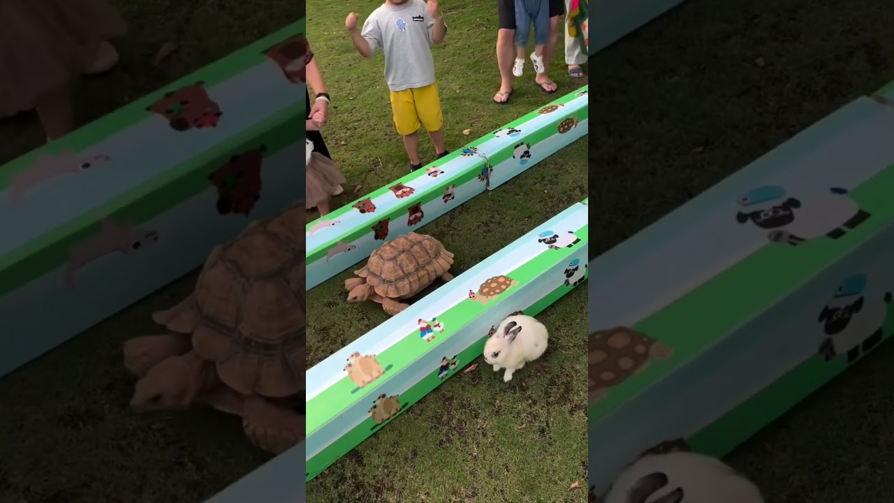 Real-life Tortoise and the Hare