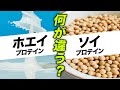 【プチ栄養講座】ホエイプロテインとソイプロテインの違い・特徴・使い分け方を解説【ビーレジェンド プロテイン】